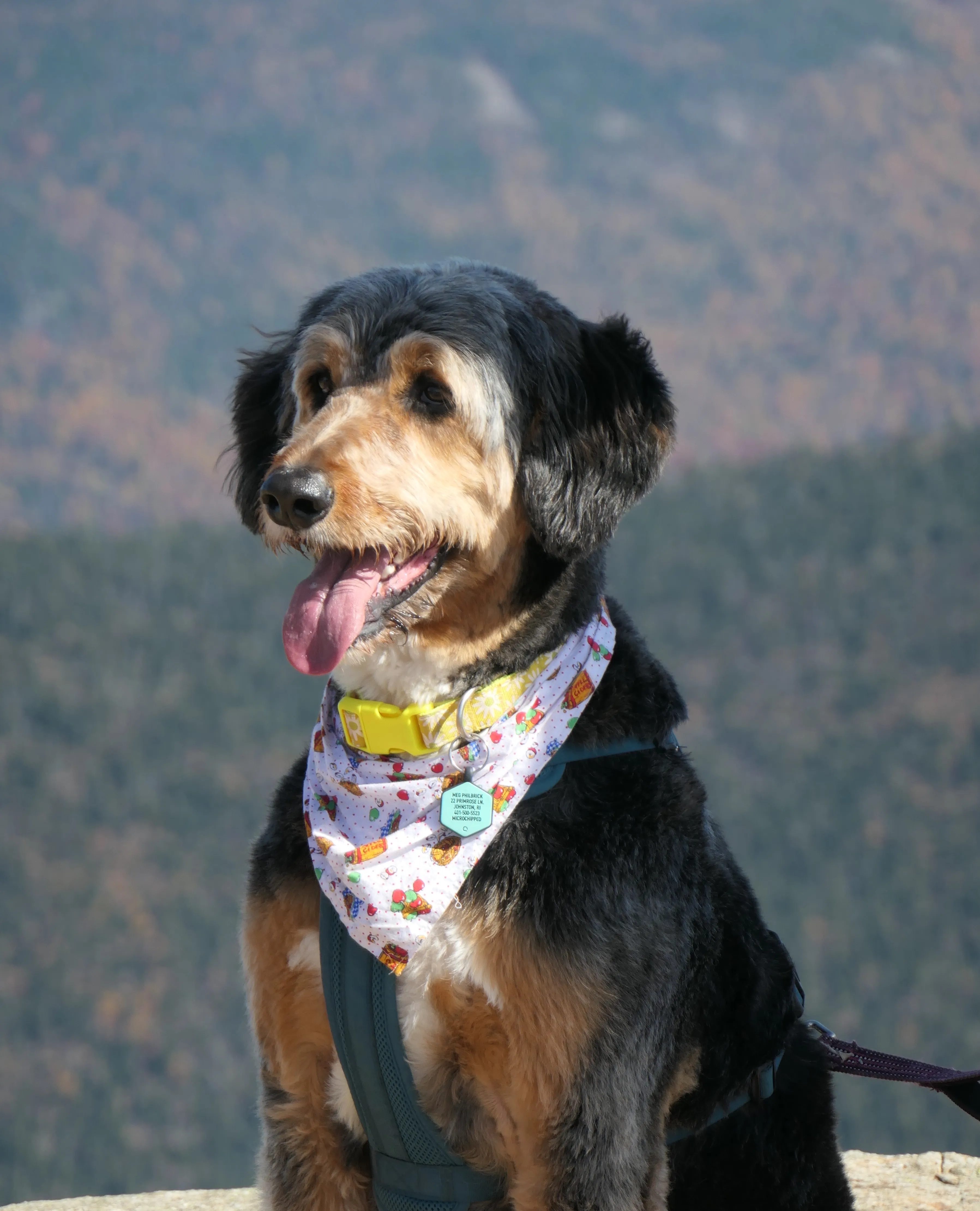 F1 Standard Bernedoodles Available in Michigan | Walnut Valley Puppies